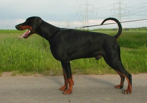 Hilo v. Nemesis | Black Doberman Pinscher