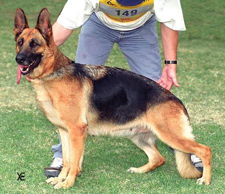 Samshara de El Principado | German Shepherd Dog 