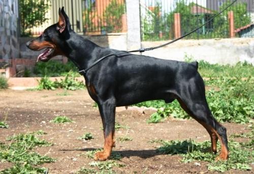 Konde de Bella y Feliz Estrella | Black Doberman Pinscher