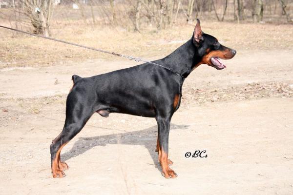 Pithon del Mediano | Black Doberman Pinscher