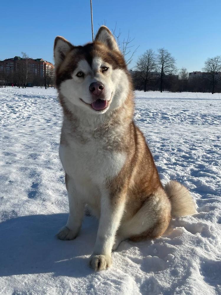 Gala Dream Of Aurora | Alaskan Malamute 