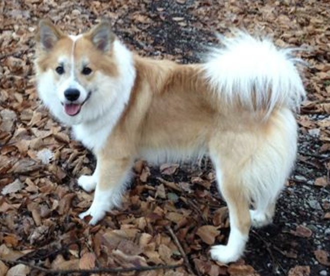 Helsi aus Vinkona | Icelandic Sheepdog 