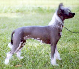 Woodlyn Mop Top I WNT My Maypo DOM | Chinese Crested 