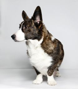 Friend Finder Flora | Cardigan Welsh Corgi 