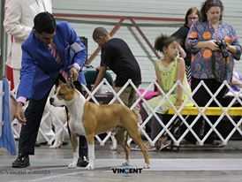 buenos aires golden rays of sun | American Staffordshire Terrier 