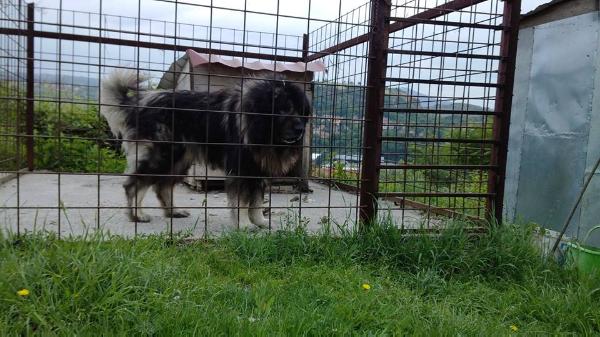 Dag | Yugoslavian Shepherd Dog-Sarplaninac 