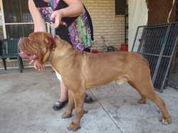Roussegeante Charles Angel | Dogue de Bordeaux 