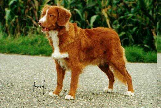 Beinnbhreagh's Great Pleasure | Nova Scotia Duck Tolling Retriever 