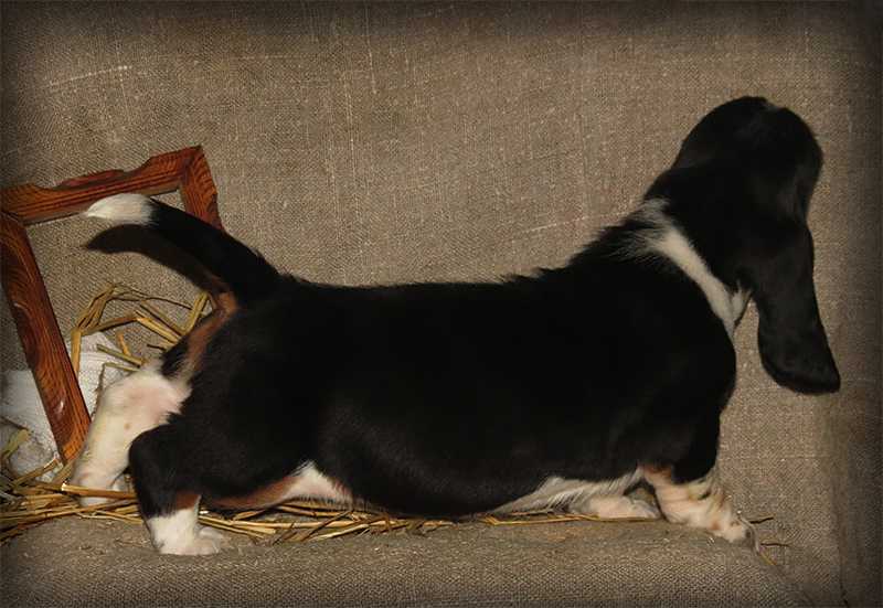 Midnight Niagara Breenbrass | Basset Hound 