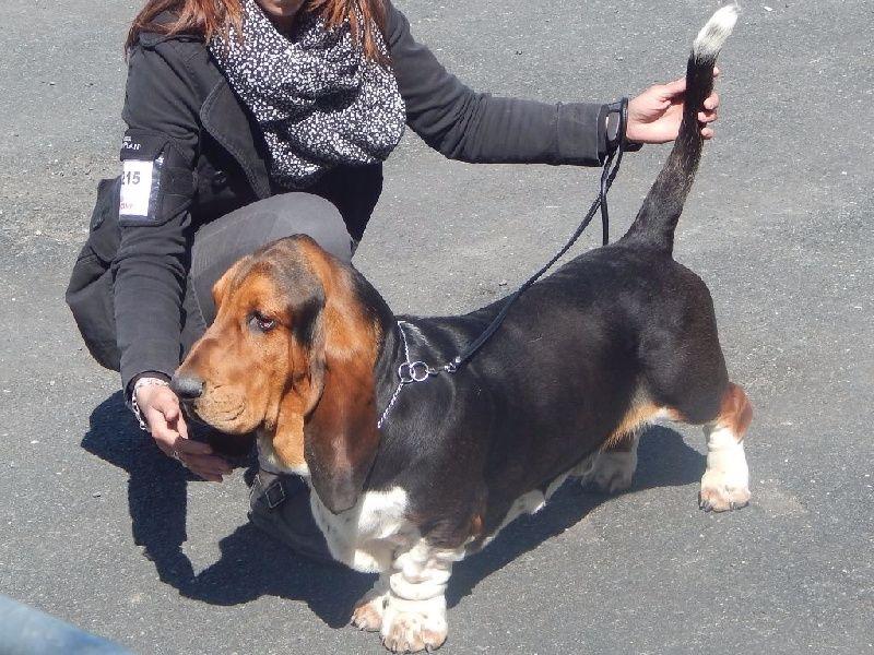 Joseph Des sources sacrees | Basset Hound 