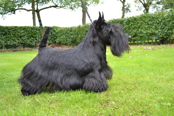 From Dash Mountain Farm`s Dutch Diva | Scottish Terrier 