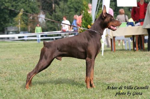 Athos di Villa Castelli | Brown Doberman Pinscher