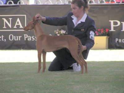 vicoridge aziza jamila | Pharaoh Hound 