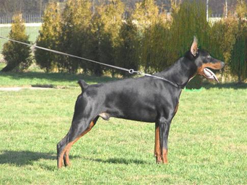 Dumbledore du Clos des Grognards | Black Doberman Pinscher