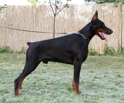 Imperator Iran di Altobello | Black Doberman Pinscher