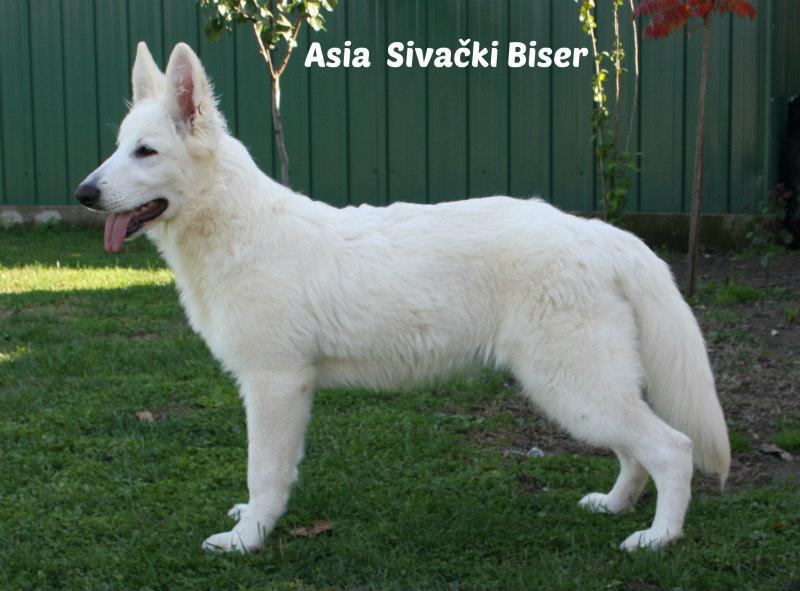 Asia Sivacki Biser | White Swiss Shepherd Dog 