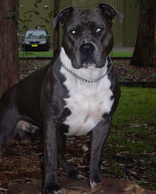 titan malu | American Staffordshire Terrier 