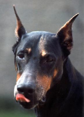 Apis z Dworku Akwariusa | Black Doberman Pinscher