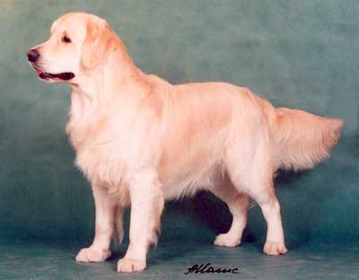 Dream Max Spring Moon | Golden Retriever 