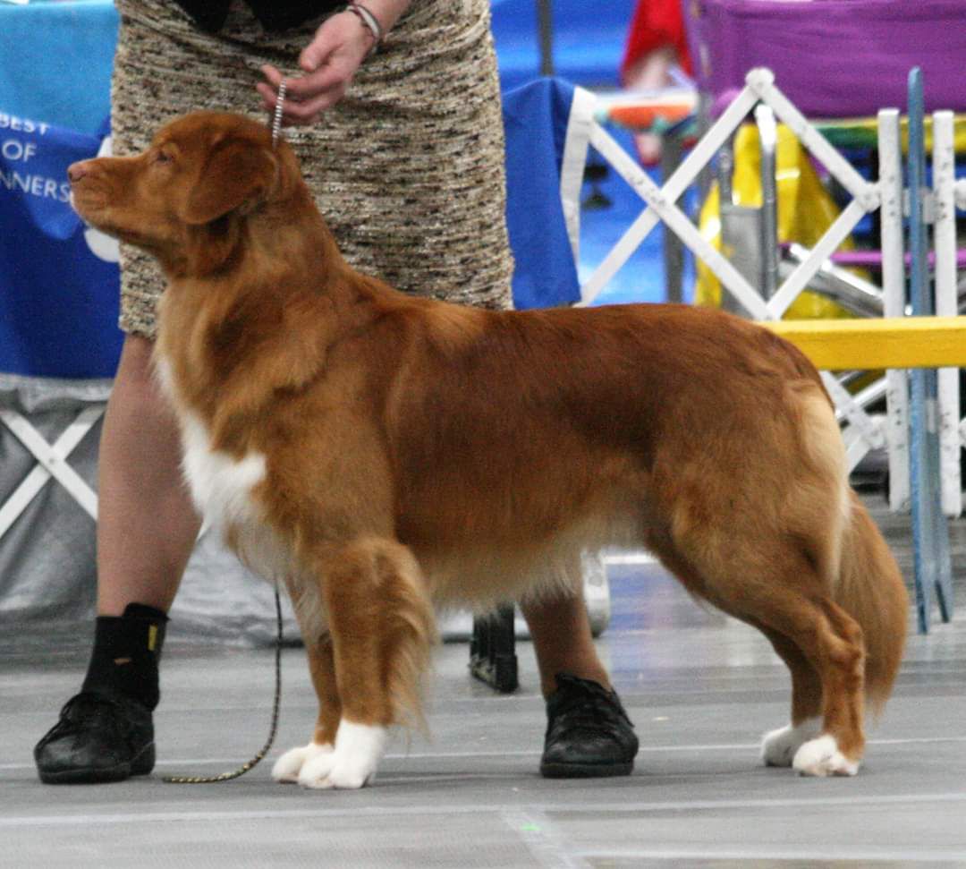 Brynwood's Sail Away With Me | Nova Scotia Duck Tolling Retriever 