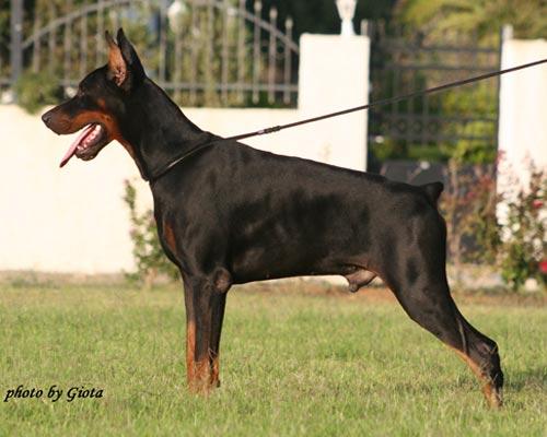 Imidz Tango Valjur Land | Black Doberman Pinscher