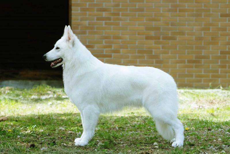 Saffioraire L-O-V-E | White Swiss Shepherd Dog 