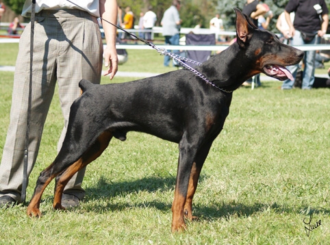 Imidz Usman Pasha Daloris | Black Doberman Pinscher