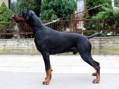 Buschido Hellfire | Black Doberman Pinscher