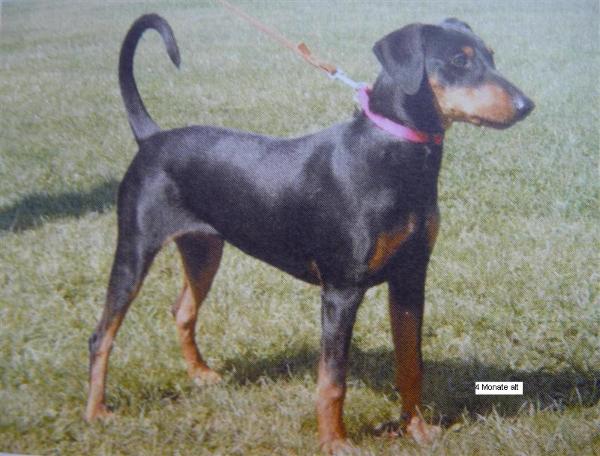 Duffyco's KAPRICE | German Pinscher 