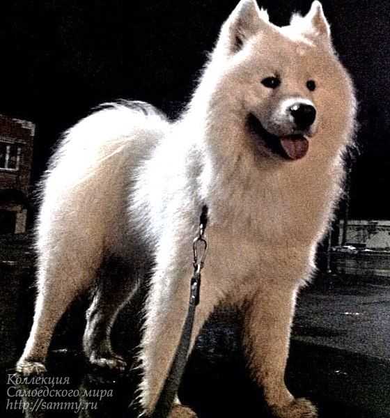 Irhan Vlastimir Iz Doma Sher | Samoyed 