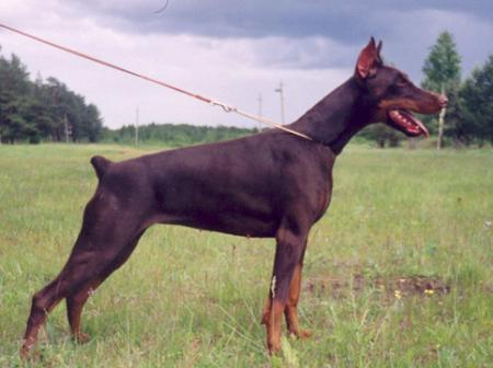 Modus Ost Effektra Eforiya | Brown Doberman Pinscher