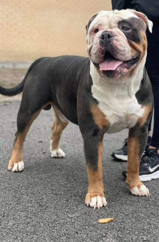 Bulletproof Achilles | Olde English Bulldogge 