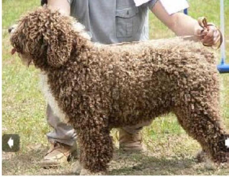 Jagger Mike de Valneboeiro | Spanish Water Dog 