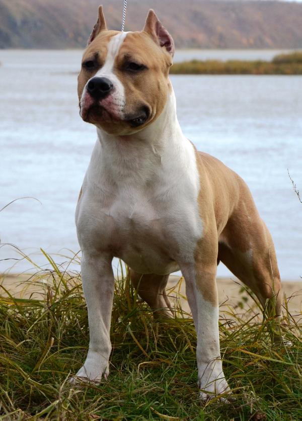 Bill Serebristiy Almaz | American Staffordshire Terrier 