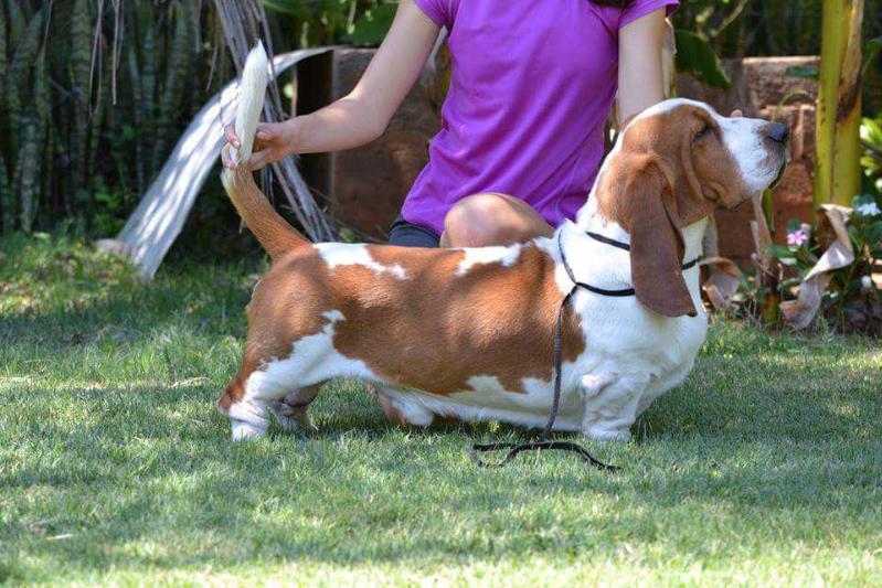 Lamar Avaleur du Sabre of Mihanlo | Basset Hound 