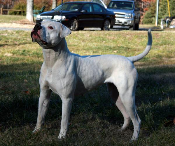 Gunslinger's Vendetta Walker | American Bulldog 