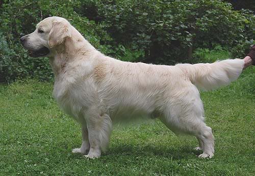 Guess Folke Filbyter | Golden Retriever 