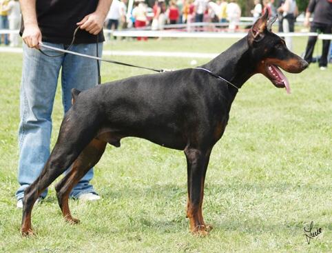 Nestor di Campovalano | Black Doberman Pinscher