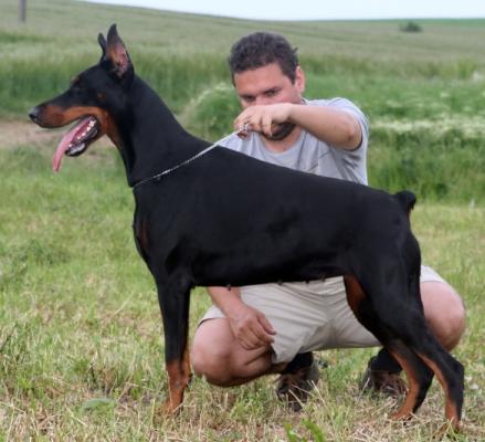 Prugna Zamolxis | Black Doberman Pinscher