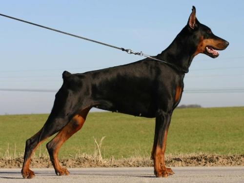 V'Ummanaq du Reflet des Songes | Black Doberman Pinscher