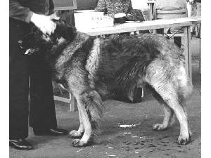 Gyurcsitarjan Horvath | Leonberger 