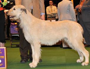 Garbo Of Eagle | Irish Wolfhound 