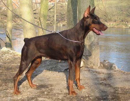 Mercy del Nasi | Brown Doberman Pinscher