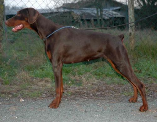 Montana Mystic del Nasi | Brown Doberman Pinscher