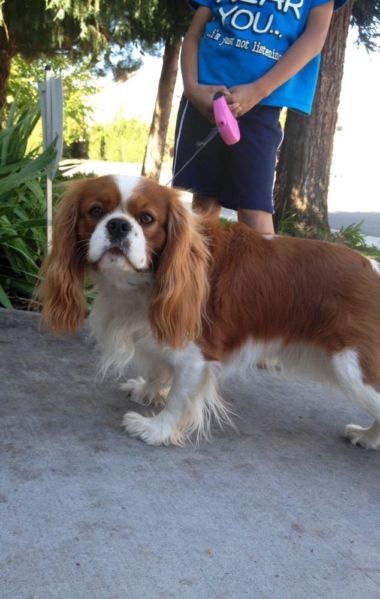 Tank Oliver | Cavalier King Charles Spaniel 