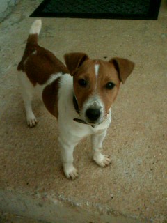 Sifi  Jackyland | Jack Russell Terrier 