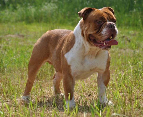 Salazar's Dozer AKA Prince | Olde English Bulldogge 