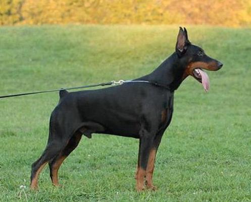 Chagall Best of Milano | Black Doberman Pinscher