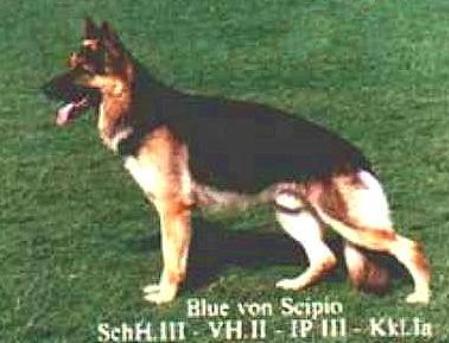 Blue von Scipio | German Shepherd Dog 