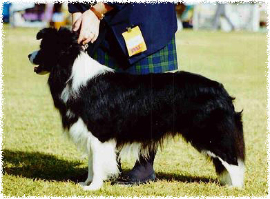 Danbeth Black Label | Border Collie 